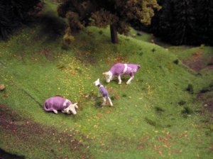 Lila Kühe auf der Weide