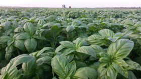 Ein grünes Basilikumfeld erstreckt sich weit; im Hintergrund zwei Personen, Geräte und Zutaten für FRoSTA-Tiefkühlprodukte.