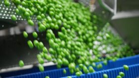 FRoSTA Tiefkühlprodukte: Frische grüne Erbsen werden sortiert und in blauen Behältern in einer Verarbeitungsanlage gefüllt.