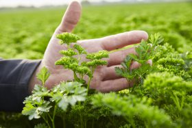 Eine Hand schwebt sanft über grüne Petersilie im Feld – Kräuter, wie sie für FRoSTA Tiefkühlprodukte frisch geerntet werden.