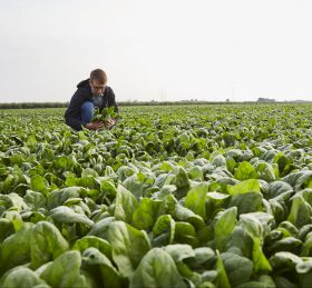 Eine Person untersucht Spinat auf einem Feld. Die frischen Blätter werden für FRoSTA Tiefkühlprodukte geerntet und sorgfältig ausgewählt.