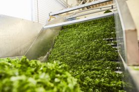 FRoSTA Tiefkühlprodukte: Frisches Blattgemüse, vermutlich Grünkohl, auf Metallförderband in sauberer, moderner FRoSTA Produktionsanlage.