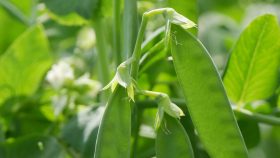Nahaufnahme von grünen Zuckerschoten am Strauch, umgeben von frischen Blättern – so frisch sind die Zutaten in FRoSTA Tiefkühlprodukten.