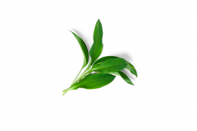 Ein kleiner Bund frischer grüner Blätter mit langen, glatten Halmen oder leckeren FRoSTA Tiefkühlprodukten auf weißem Untergrund.