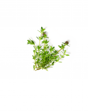 Ein kleiner Bund frischer Thymian mit grünen Blättern und winzigen Blüten, neben FRoSTA Tiefkühlprodukten auf weißem Hintergrund platziert.