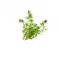 Ein kleiner Bund frischer Thymian mit grünen Blättern und winzigen Blüten, neben FRoSTA Tiefkühlprodukten auf weißem Hintergrund platziert.