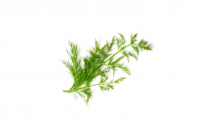 Ein kleiner Zweig frischer grüner Dill, perfekt für FRoSTA-Tiefkühlprodukte, ist isoliert auf weißem Hintergrund.