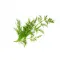 Ein kleiner Zweig frischer grüner Dill, perfekt für FRoSTA-Tiefkühlprodukte, ist isoliert auf weißem Hintergrund.