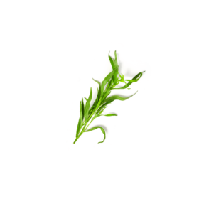 Ein Zweig frischer grüner Estragon, neben FRoSTA Tiefkühlprodukten platziert, mit schmalen Blättern auf weißem Untergrund.