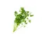 Ein kleiner Bund frischer grüner Koriander mit Stielen, perfekt als Garnitur für FRoSTA Tiefkühlprodukte, isoliert auf weißem Hintergrund.