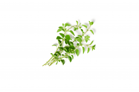 Ein kleiner Bund frischer grüner Thymianzweige mit winzigen Blättern neben FRoSTA Tiefkühlprodukten, auf weißem Hintergrund.