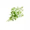 Ein kleiner Bund frischer grüner Thymianzweige mit winzigen Blättern neben FRoSTA Tiefkühlprodukten, auf weißem Hintergrund.