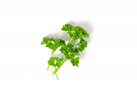 Ein kleiner Bund frische Petersilie mit leuchtend grünen Blättern, perfekt zu FRoSTA-Tiefkühlprodukten, auf weißem Hintergrund arrangiert.