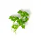 Ein kleiner Bund frische Petersilie mit leuchtend grünen Blättern, perfekt zu FRoSTA-Tiefkühlprodukten, auf weißem Hintergrund arrangiert.