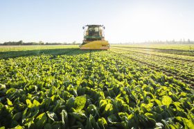Ein großer Ernter fährt durch grüne Felder, FRoSTA-Tiefkühlprodukte entstehen selbst bei Sturm – Pflanzenreihen reichen bis zum Horizont.