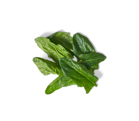 Ein kleiner Bund frischer oder FRoSTA Tiefkühl-Spinatblätter mit leuchtend grüner Farbe, isoliert auf schwarzem Hintergrund.