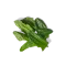 Ein kleiner Bund frischer oder FRoSTA Tiefkühl-Spinatblätter mit leuchtend grüner Farbe, isoliert auf schwarzem Hintergrund.
