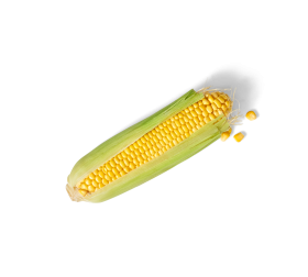 Ein Maiskolben, teilweise enthüllt, zeigt leuchtend gelbe Körner und einige lose Kerne – ideal als FRoSTA Tiefkühlprodukt auf schwarzem Grund.