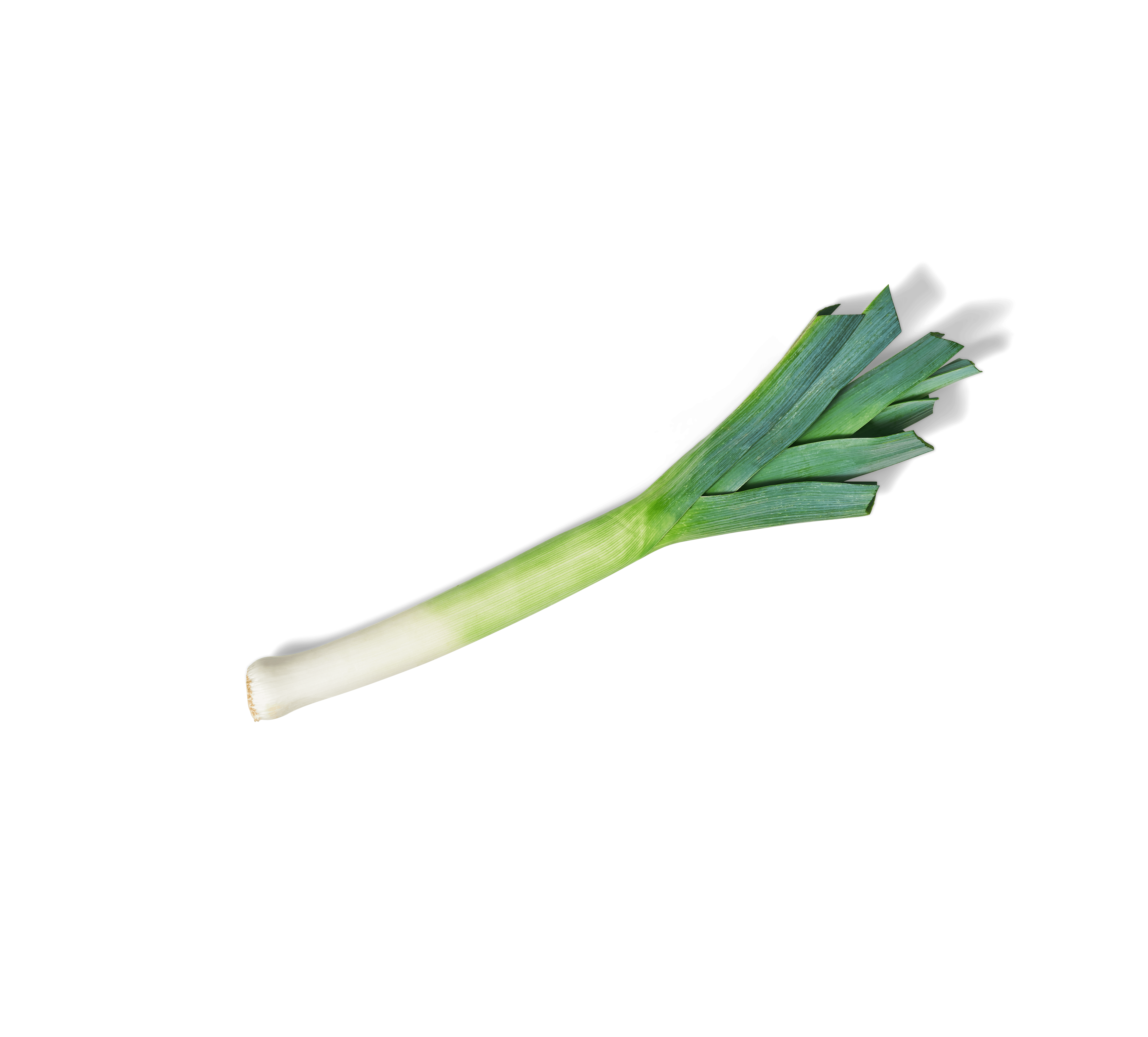 Eine einzelne frische Lauchzwiebel mit weißem Stiel und dunkelgrünen Blättern, perfekt zu FRoSTA Tiefkühlprodukten, isoliert auf schwarzem Hintergrund.