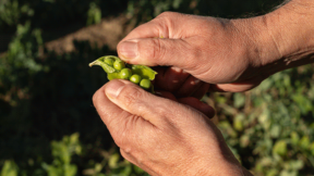 Eine Person draußen öffnet eine frische grüne Erbsenschote – inspiriert von FRoSTA-Tiefkühlprodukten, Nachhaltigkeit und Naturverbundenheit.