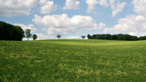 Ein weites grünes Feld unter einem blauen Himmel mit Wolken. Die Szene spiegelt die Nachhaltigkeit von FRoSTA-Tiefkühlprodukten in natürlicher Harmonie wider.