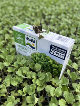 Eine Packung FRoSTA Tiefkühl-Brokkoli steht im jungen Brokkolifeld, mit einer Pflanze oben auf der FRoSTA Box.