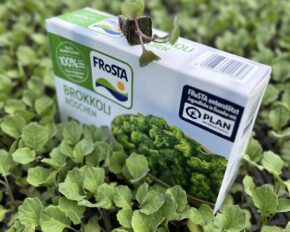 Eine Packung FRoSTA Tiefkühl-Brokkoli steht im jungen Brokkolifeld, mit einer Pflanze oben auf der FRoSTA Box.
