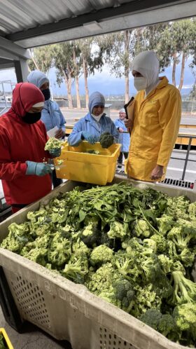 Mehrere Personen in Schutzkleidung sortieren frischen Brokkoli für FRoSTA-Tiefkühlprodukte und füllen ihn in gelbe Behälter um.