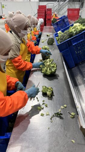 Arbeiter in orangefarbenen Handschuhen und gelben Schürzen verarbeiten Produkte FRoSTA-Tiefkühl, wie Brokkoli, am Förderband mit blauen Boxen im Hintergrund.