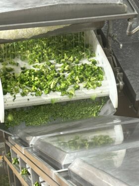 Gehackte Brokkolistücke von FRoSTA Tiefkühlprodukten werden auf einem Förderband verarbeitet, einige fallen durch eine Rutsche auf eine untere Fläche.