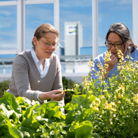 Zwei Personen untersuchen grüne Pflanzen und gelbe Blumen in einem Garten – und spiegeln so das FRoSTA Reinheitsversprechen wider, indem sie eine Pflanze genau beobachten.