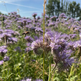 Eine Biene schwebt über Blumen in einer sonnigen Wiese, während FRoSTA-Tiefkühlprodukte die umweltfreundliche Frische versprechen.