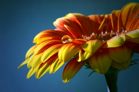 Gerbera